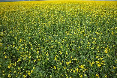 经典科幻剧《星际之门》改编游戏公布演示视频